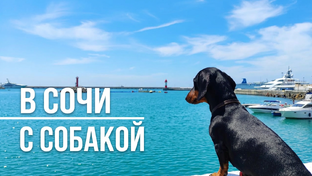 Путешествия по России с собакой 🐶 вместе
