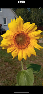 2022 год. Сад, огород, дача.