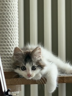 Котята с дачи 