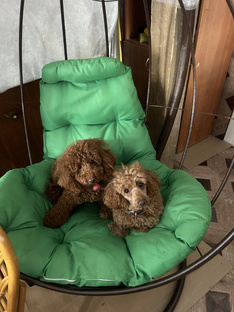  У нас теперь есть Мия и Личи