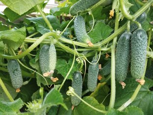 Созревает урожай