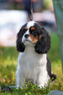 Кавалер кинг чарльз спаниель 