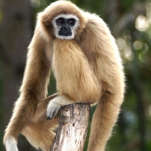 Гиббоны: обезьяны, которые поют и летают по деревьям