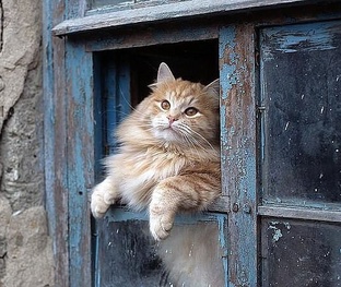 Домашние животные 