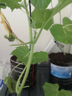 купили заброшеную дачу 