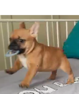 В поисках любящей семьи