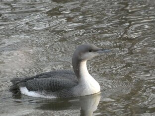 Птицы и звери Москвы
