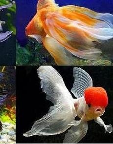 Дислексия - болезнь гениев