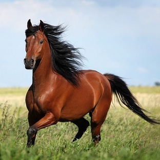 Лошадь: ум, сила и верность в мире животных