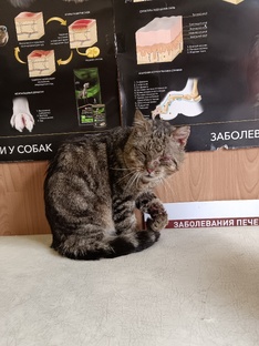 Кот