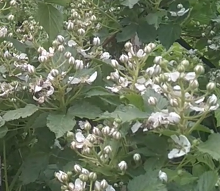 Огородные растения