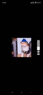 самые лучшие видео в мире 😻😺😸😼