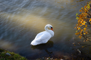 Новосибирск