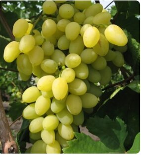 видео о винограде