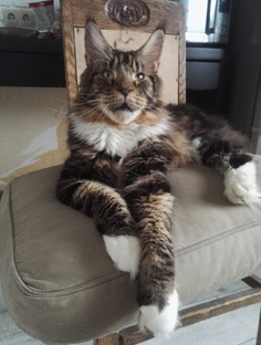 Канал про Мейн-Куна🐯Лорди🔥