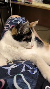 Мои помощники.