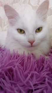 Любимые хвостики🐈🐈‍⬛❤️