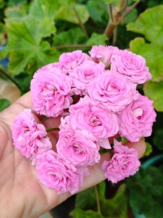 Сиреневые сорта