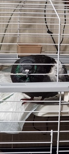 Дневник Моисея