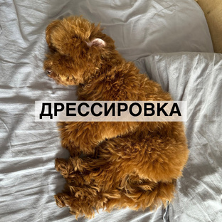 Дрессировка