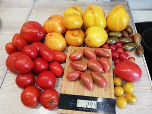 Томаты