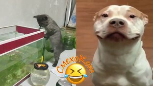 Смешные кошки и собаки!