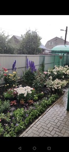 Моя любимая клумба