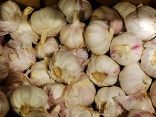 Чеснок