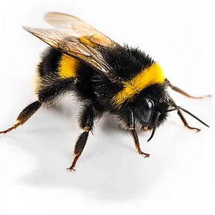 Шмель: маленький, но могучий — секреты жизни полосатого труженика