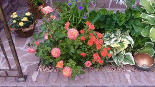 Дача архив 2018-2022гг. 