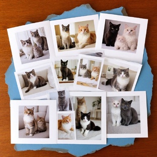 Мир пород: очарование кошачьих линий