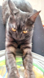 сына мой кот