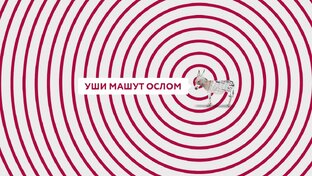 Уши машут ослом