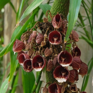 Ботанический сад СПбГУ