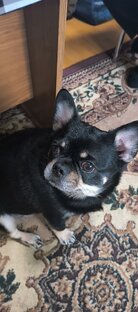 Ох эти милые животные😘