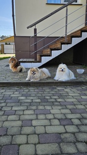 Наши собаки