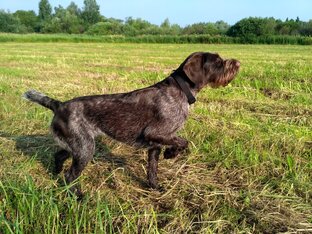 Дратхаар - охотник, почти человек