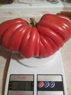 ТОМАТЫ  ( помидоры)  .  Профессиональные семена ( F1)