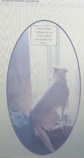 "Домашние " и их истории 