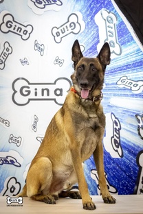 ОБУЧЕНИЕ МАЛИНУА ПОШАГОВО