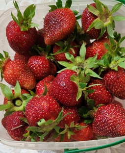 Сорта клубники