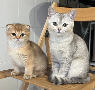 Батон и Булка