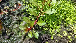 Акватеплица