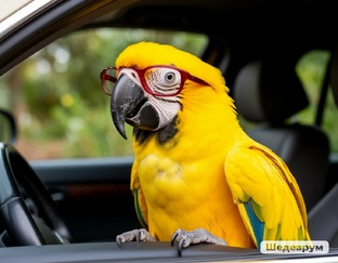 Правила Дорожного Движения