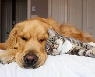 Дик и Васька. 