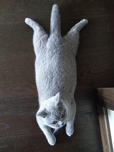 Которелакс