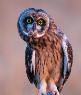 Совушки🤗🦉