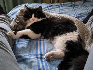 Баловство и любопытство