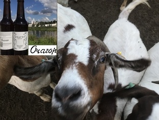 Как правильно  ввести новую козу в стадо