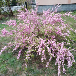 Ах как прекрасна вишня